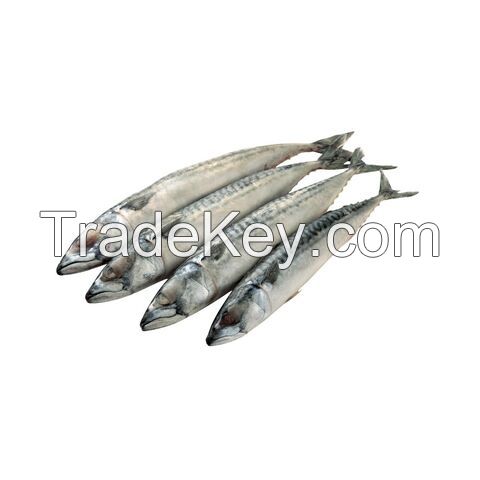 Hot Sale Seafood Frozen Pacific Mackerel Fish