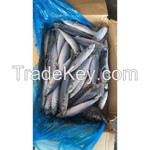 Wholesale, Fresh Frozen Mackerel fish/ mackerel fish for sale