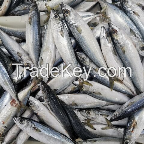 Frozen Mackerel Fillets - Pacific Hake Fish-Salmon Fish