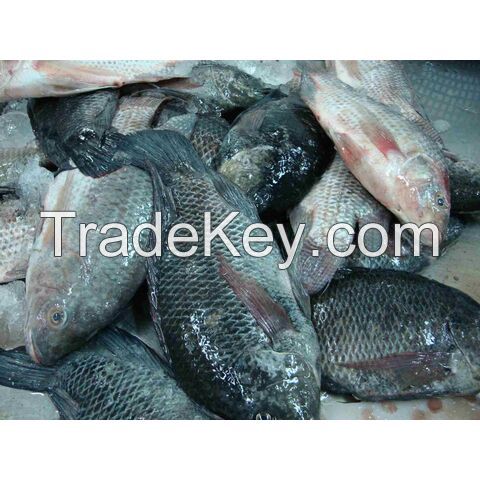 FROZEN BLACK TILAPIA/RED TILAPIA FISH