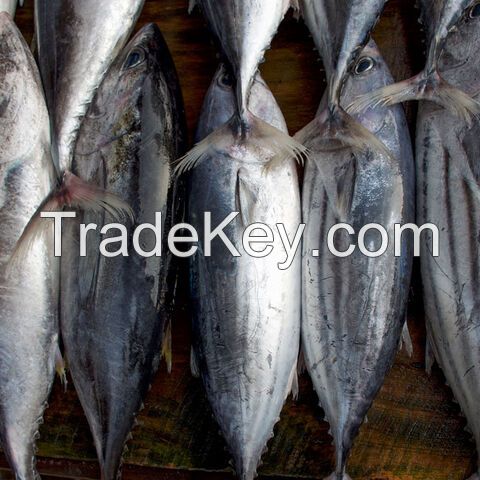 Top quality frozen Tilapia fish of frozen fish
