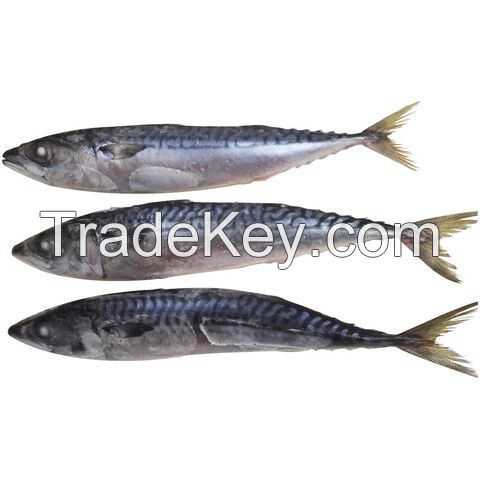 Mackerel fish | big eye mackerel fish | Japanese horse mackerel