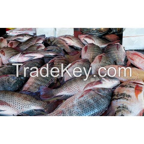 Frozen Tilapia Fish the best selling fish that has a savory taste without scales and guts.Sea Food W/R Tilapia Black Tilapia Fish