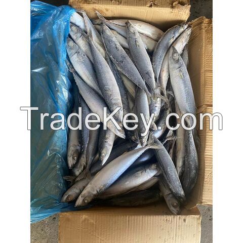 Wholesale, Fresh Frozen Mackerel fish/ mackerel fish for sale