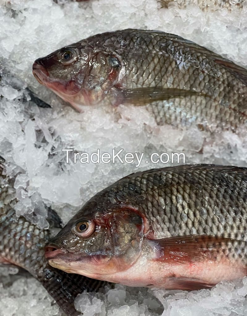 FROZEN BLACK TILAPIA/RED TILAPIA FISH