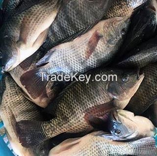 Tilapia Fish Fresh Sardine Fish Frozen Skipjack 