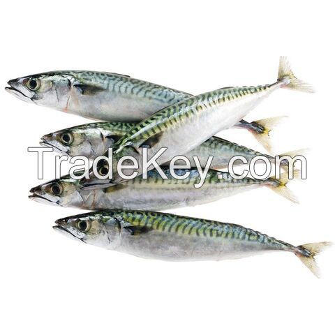 Frozen Horse Mackerel/ Scad/ Tuna/ Anchovy Fish From Norway