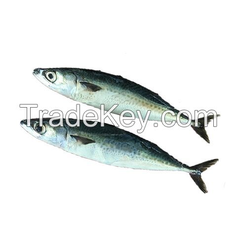 Wholesale Frozen Mackerel Fish For Sale In Cheap