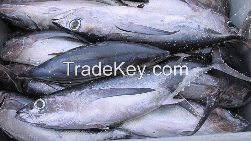 Quality Frozen yellowfin tuna