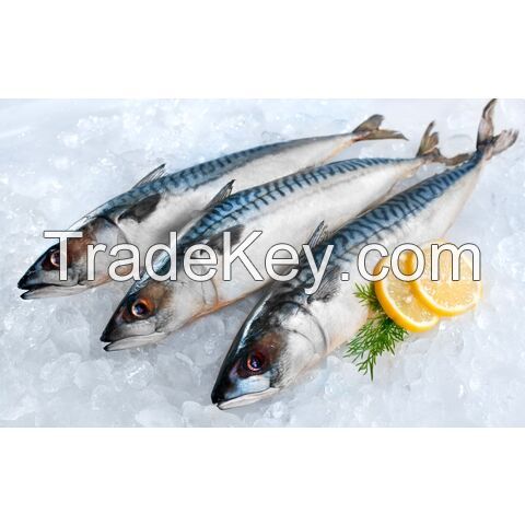 Frozen IQF Fish Salmon, Frozen Squid, Frozen Cod Fish, Mackerel and Frozen Pud Shrimps Blanched