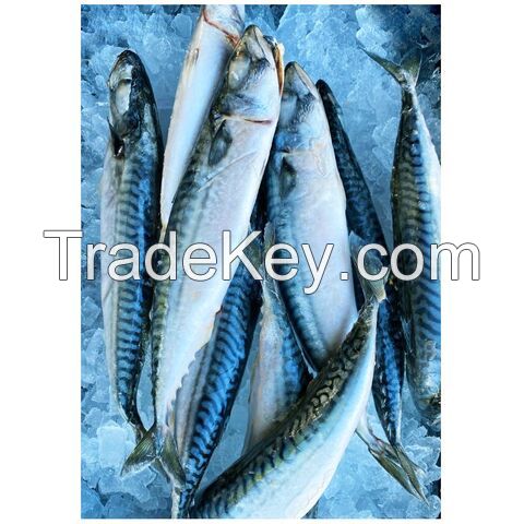 Order Wholesale Frozen Mackerel Fish/ Frozen Fish Mackerel Suppliers. Frozen Mackerel, Frozen Seafood