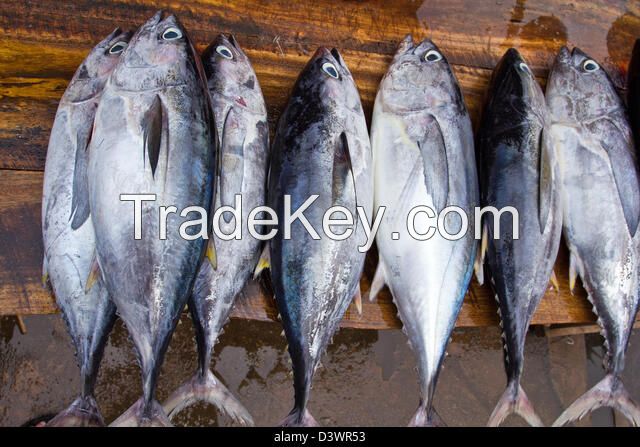 Yellow fin tuna Fish