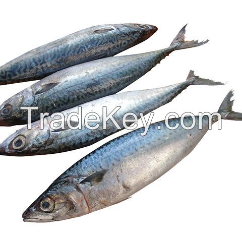 Wholesale Frozen Mackerel Fish For Sale In Cheap