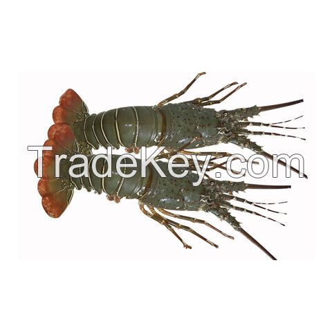 Competitive Price ALIVE SPINY LOBSTER/ FROZEN RAW LOBSTER Export