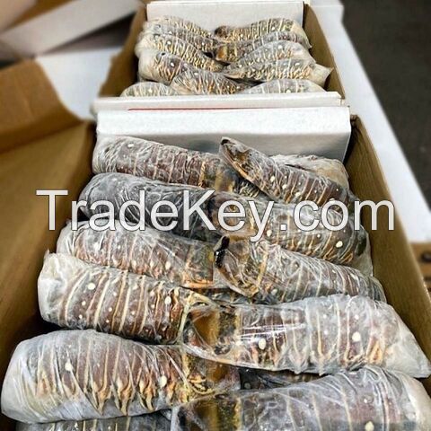 Fresh Chilled Lobster, Frozen Lobsters /frozen lobster tails agricultural cultivated product