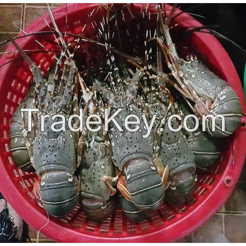 Wholesale fresh wild caught lobsters Lobsters for sell