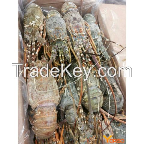 Wholesale fresh wild caught lobsters Lobsters for sell