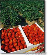 fresh strawberry from egypt