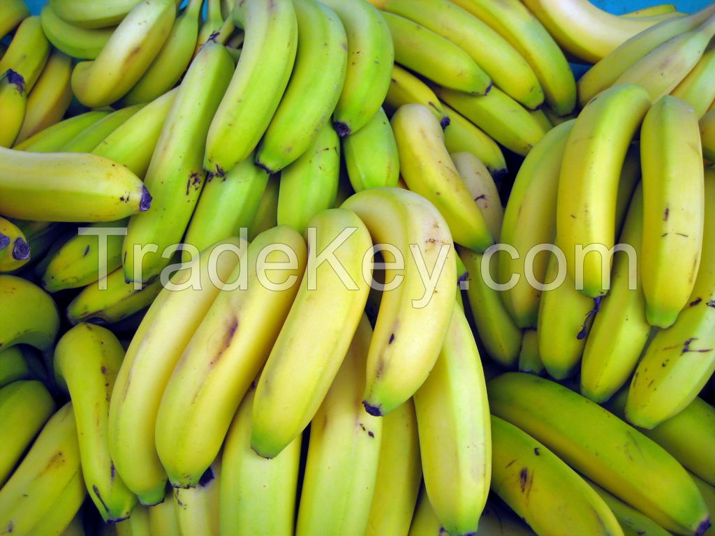 Cavendish Banana Available...