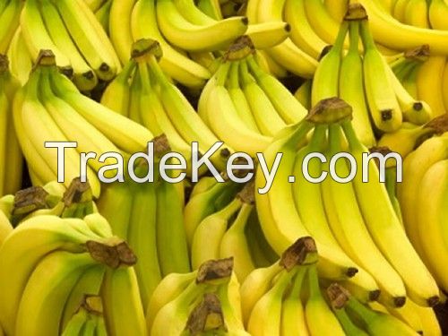 Cavendish Banana Available...