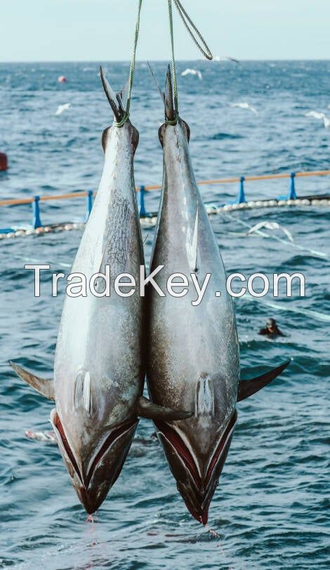 Bluefin Tuna (Thunnus Thynnus)