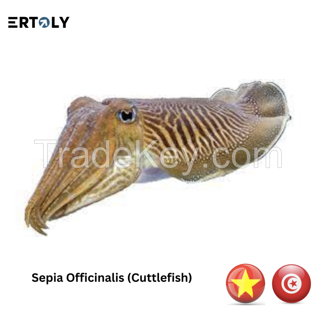 Cuttlefish (sepia)