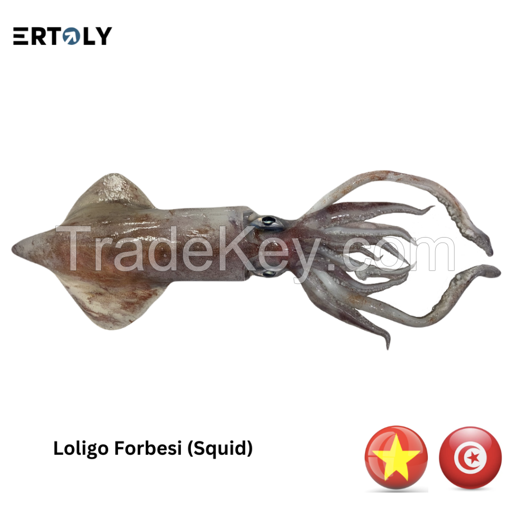 Squid (Loligo)