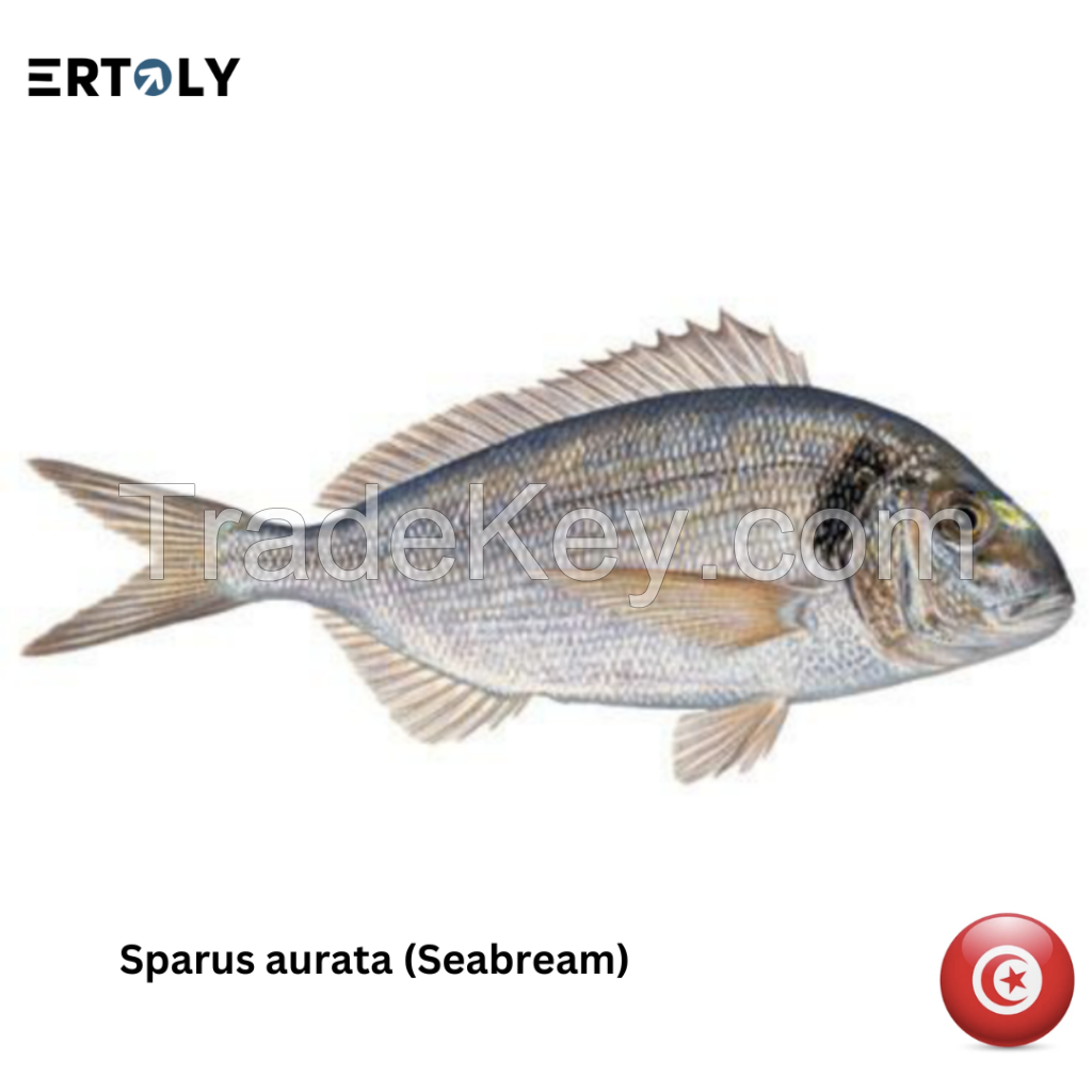 Sea Bream (Sparus Aurata)