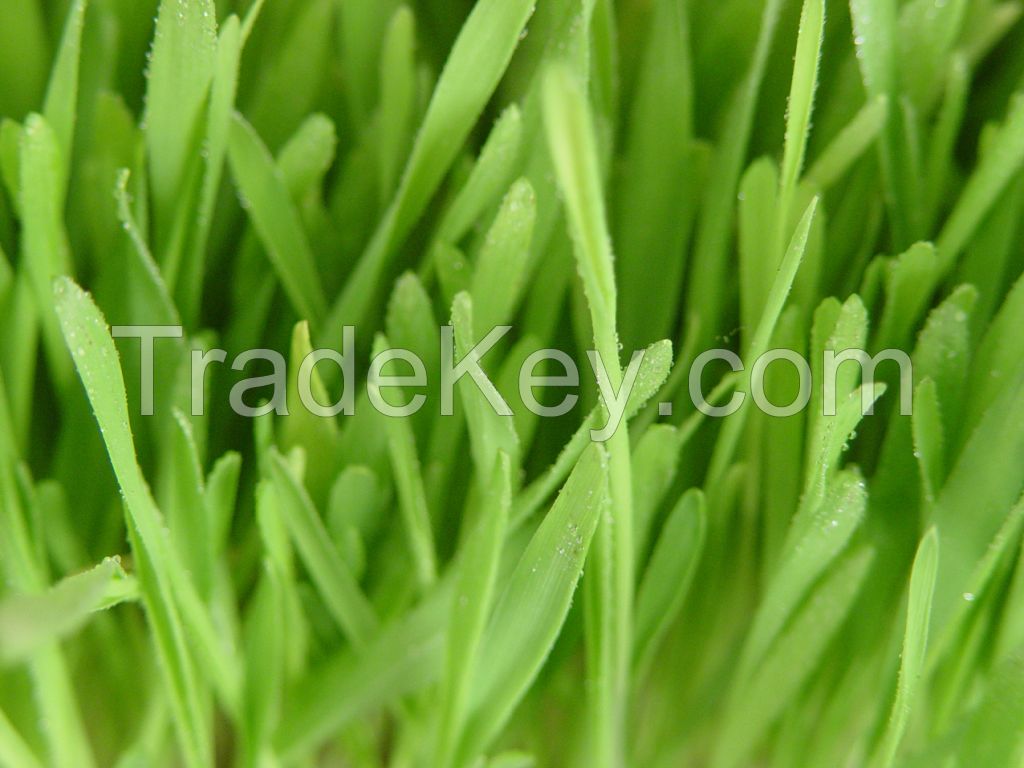 Organic Barley Leaf Powder