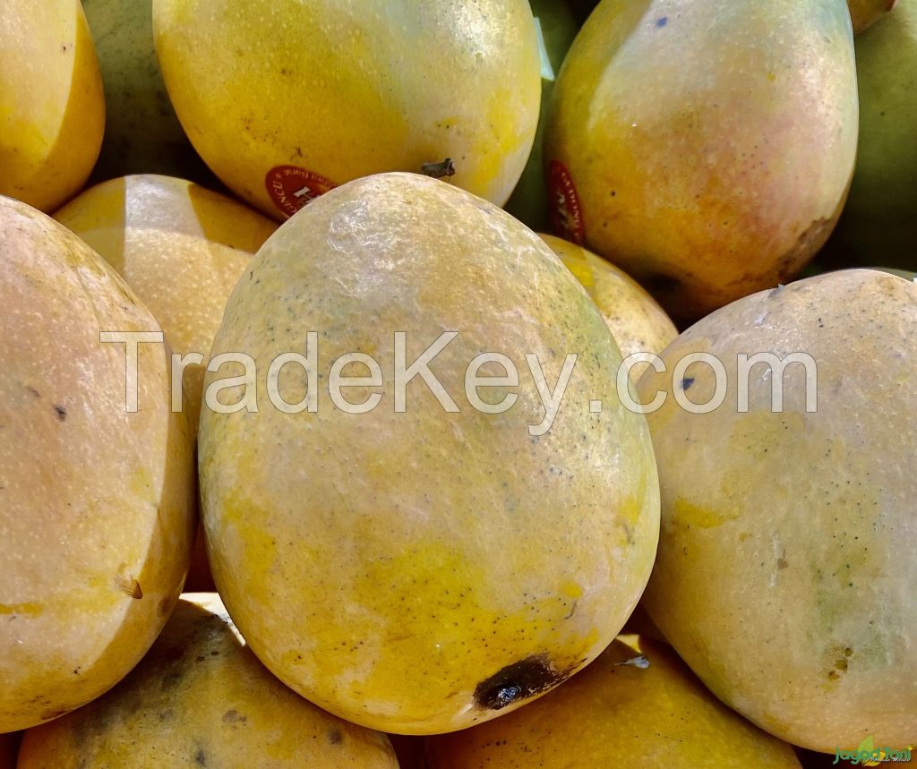 Fresh Mangos