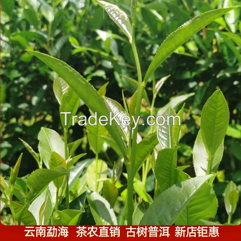 China Supplier of  Ripe Pu-erh Tea