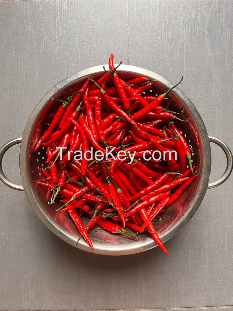 Red Teja chili peppers - Dried