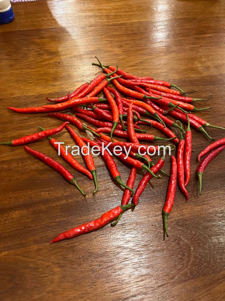 Red Teja chili peppers - Dried