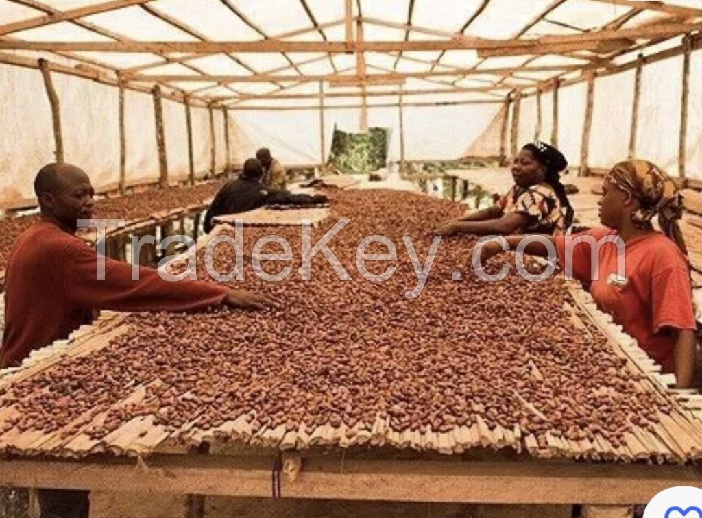 Cocoa Beans Distributor