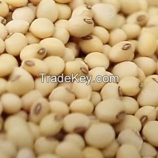 Soya Beans