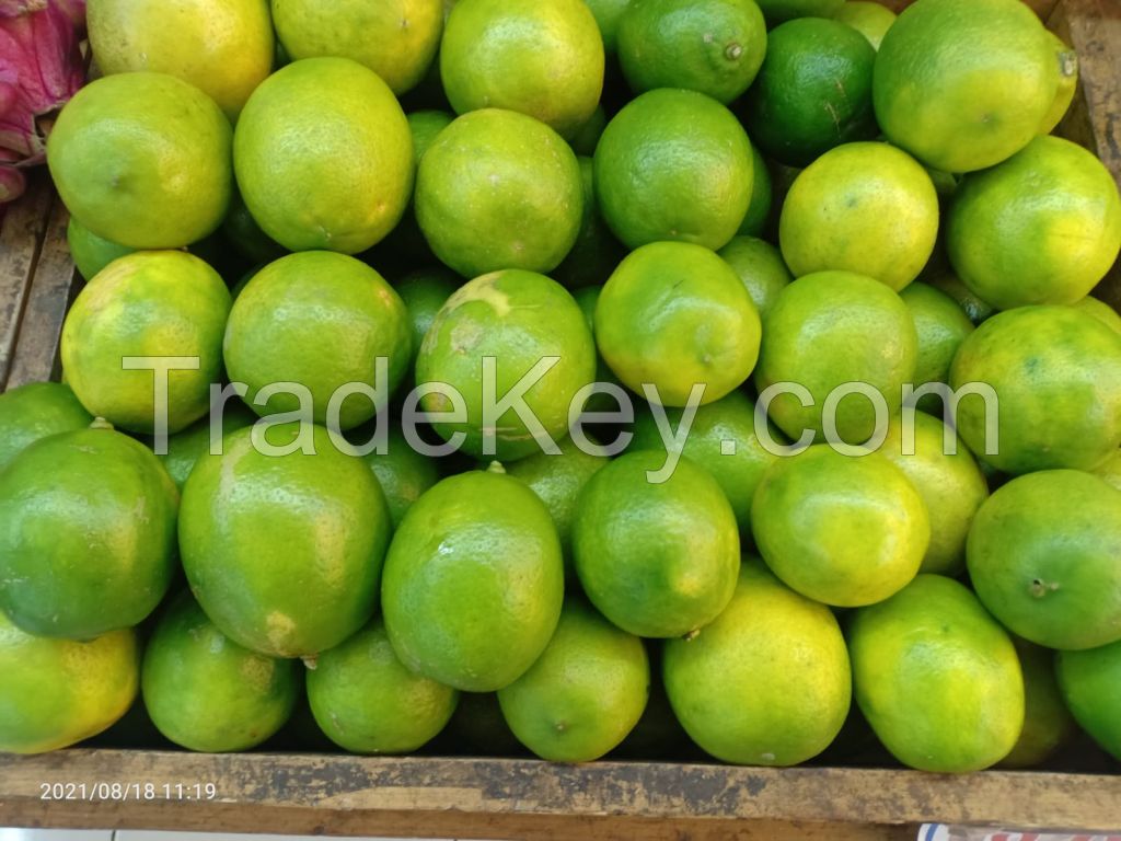citrus x limon