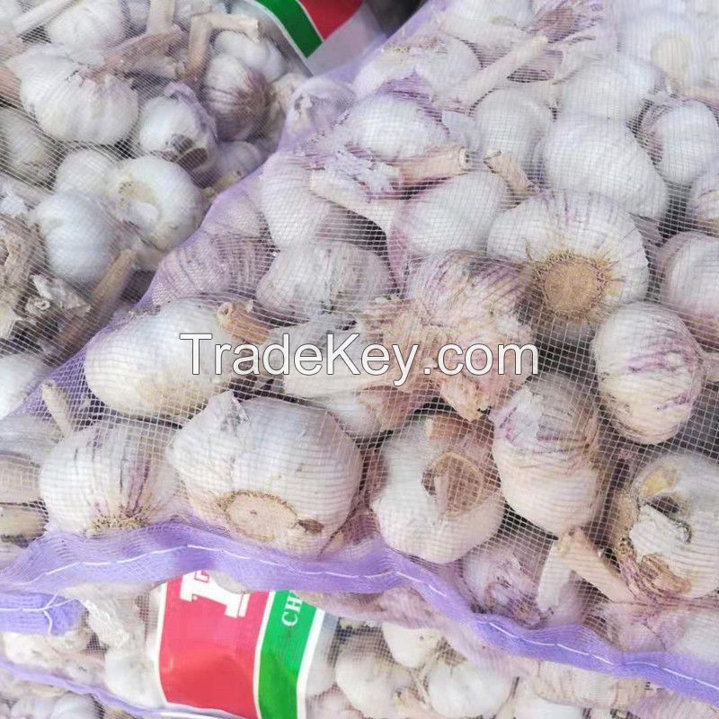 C 4.5-6.0cm 20kg Dubai White Garlic Price China Fresh Vegetables Garlic Wholesale for Indonesia Market Pakistan Market