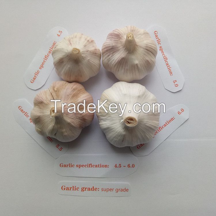 B 4.5-6.0cm 20kg Chinese Fresh Garlic Vegetables Garlic Wholesale Normal White Garlic