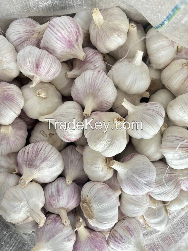 B 4.5-6.0cm 20kg Chinese Fresh Garlic Vegetables Garlic Wholesale Normal White Garlic