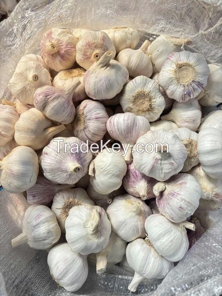 B 4.5-6.0cm 20kg Chinese Fresh Garlic Vegetables Garlic Wholesale Normal White Garlic