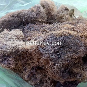 HIGHT QUALITY DRIED GRACILARIA FROM VIETNAM