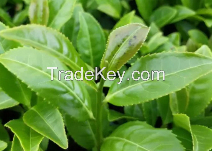 Oolong tea, tieguanyin tea, healthy tea, tea raw materials