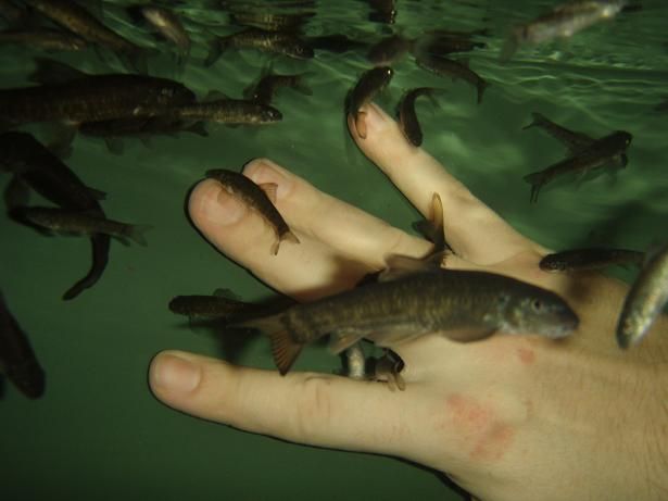 Garra Rufa Doctor Fish