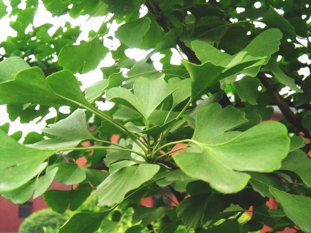 Ginkgo Biloba Extract