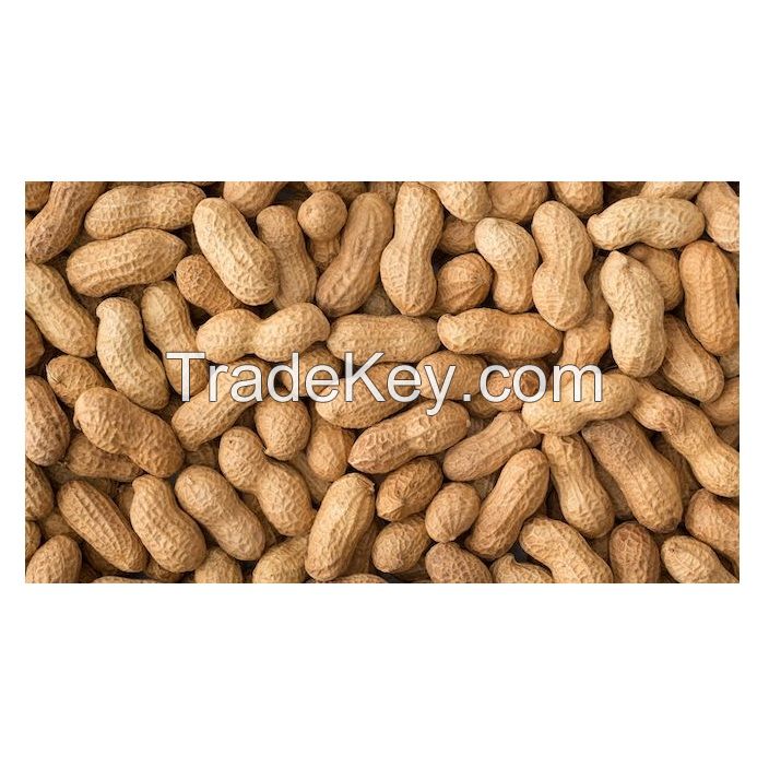 Rich in protein Rich organic protein Kernel Raw Peanuts Kernel Peanut
