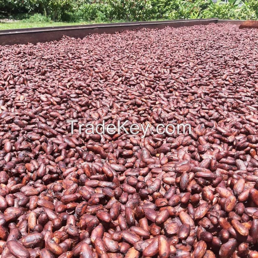 Dried cocoa beans