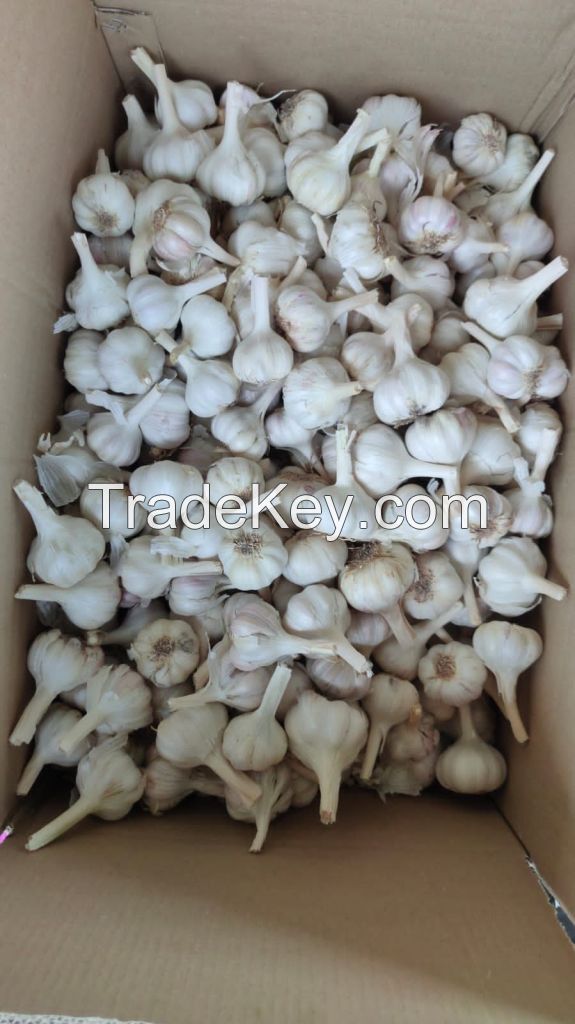 Great bulb Fresh Garlic