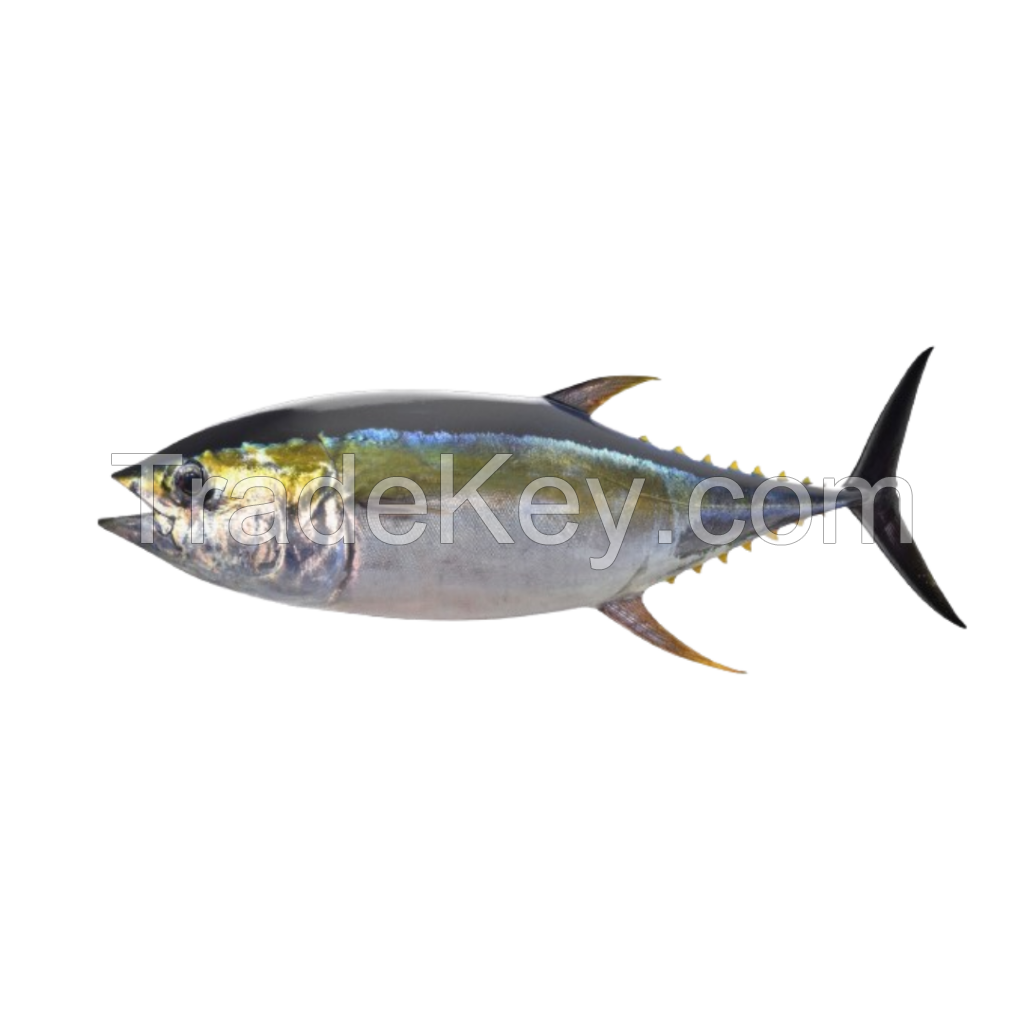 Tuna 