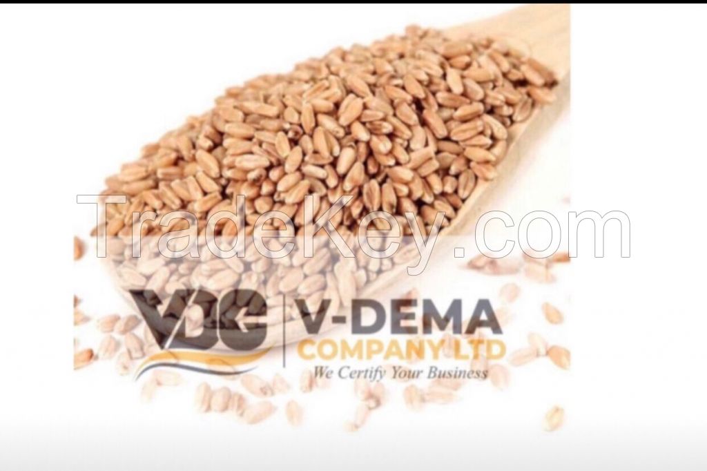 Wheat Grains 