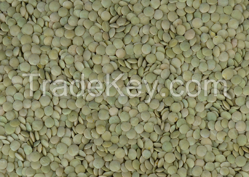 Green lentils, Yellow lentils, Red lentils